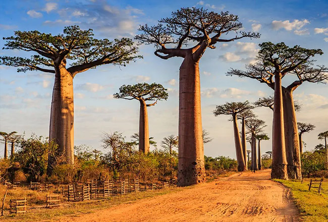 Madagascar
