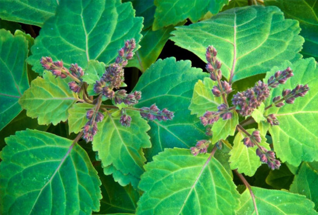 Patchouli